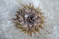 Морской ёж.