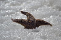 принимает солнечные ванны