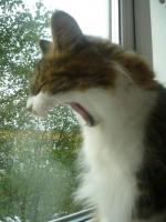 львиный зев