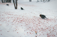 что за птица?