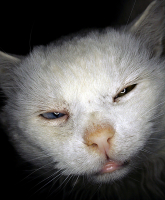 Дворовый но белый