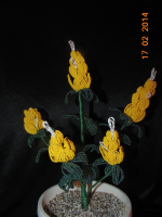 Пахистахис желтый.